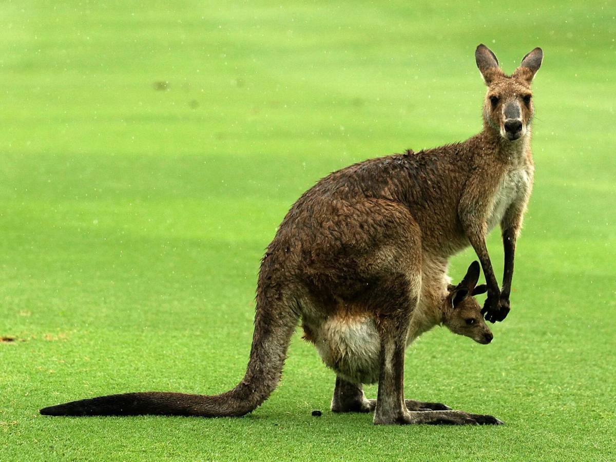 Животные австралии #18