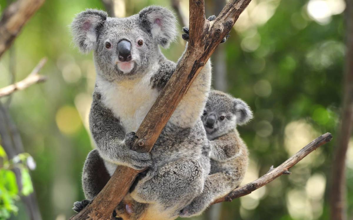 Животные австралии #20