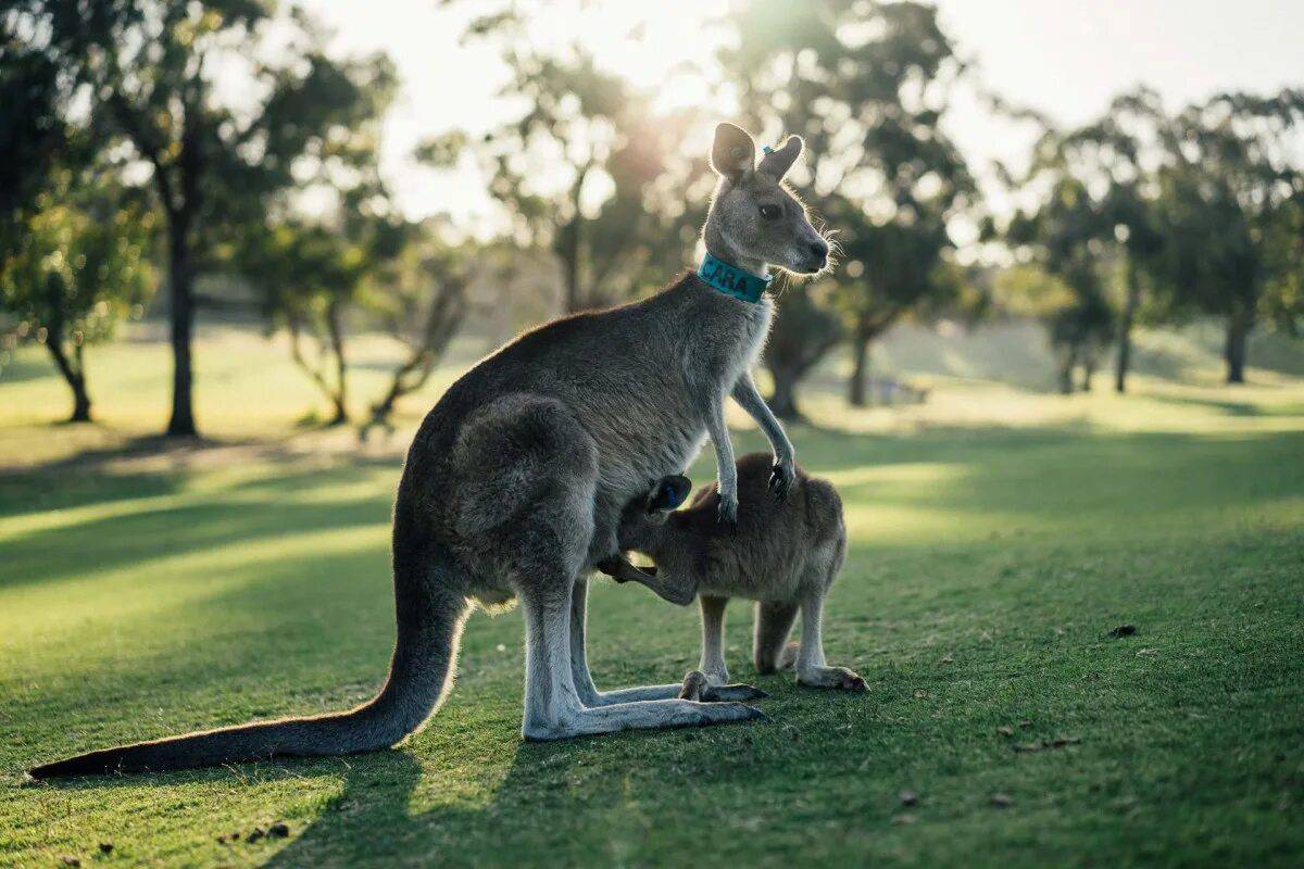 животный мир австралии на