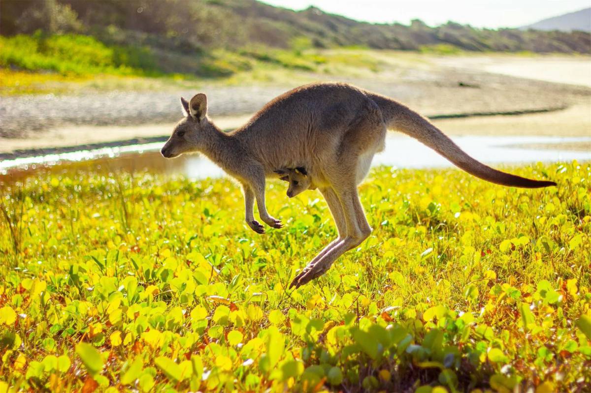 Животные австралии #25