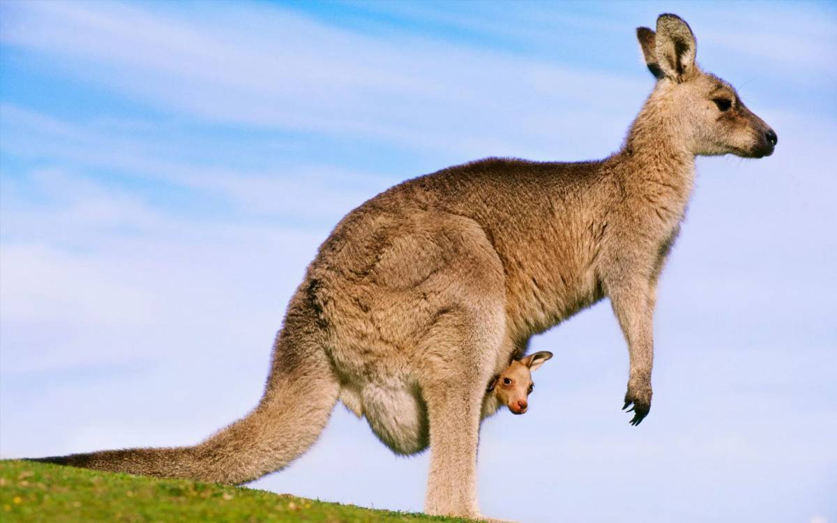 Животные австралии #28