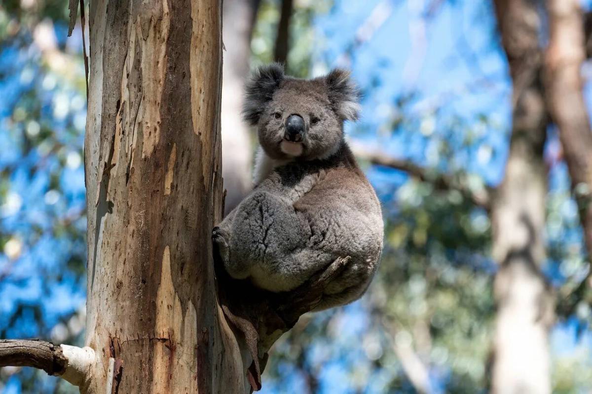 Коала живет в австралии. Сумчатый медведь коала Австралия. Коала на эвкалипте. Природа Австралии коала. Эвкалипт в Австралии с коалой.