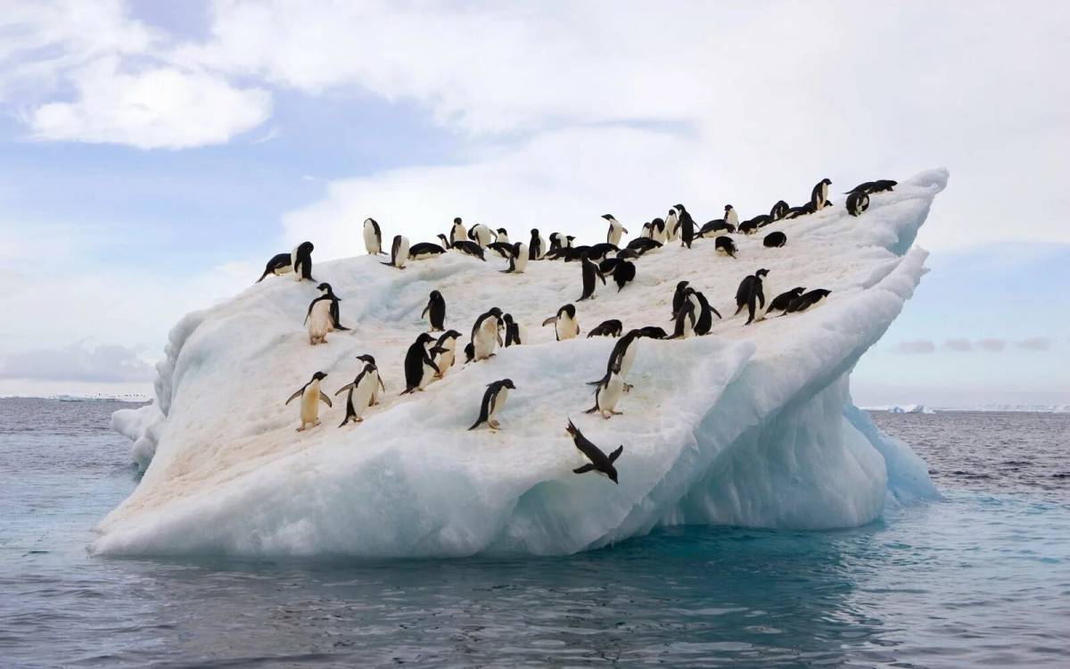 Животные антарктиды #27