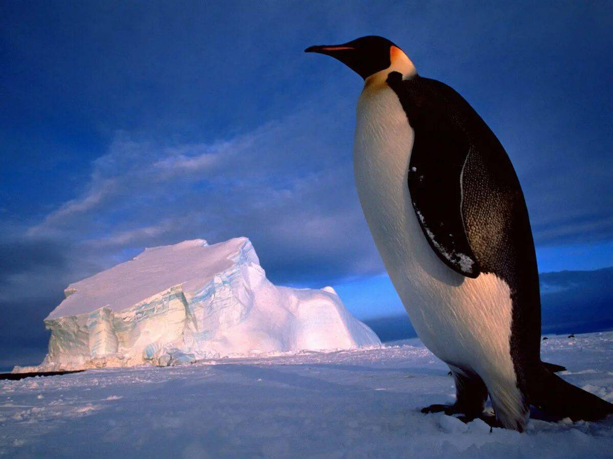 Животные антарктиды #29