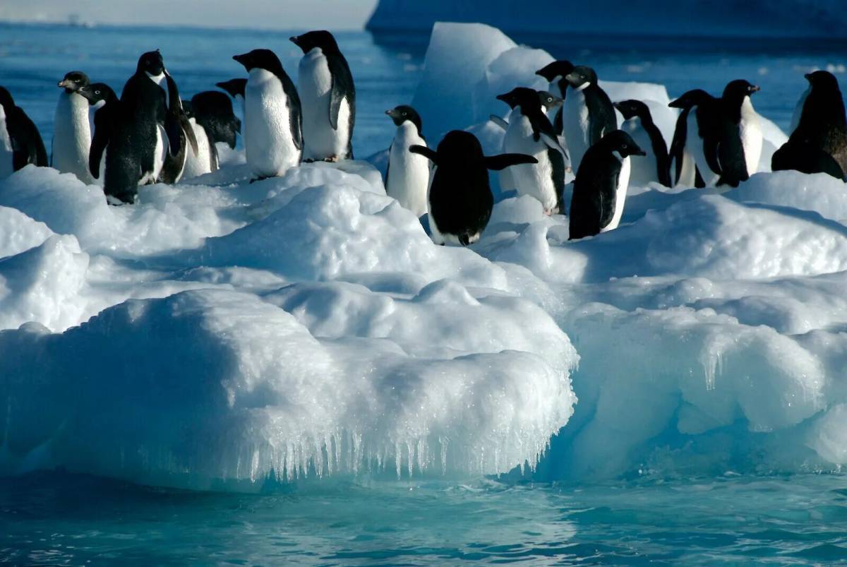 Животные антарктиды #36