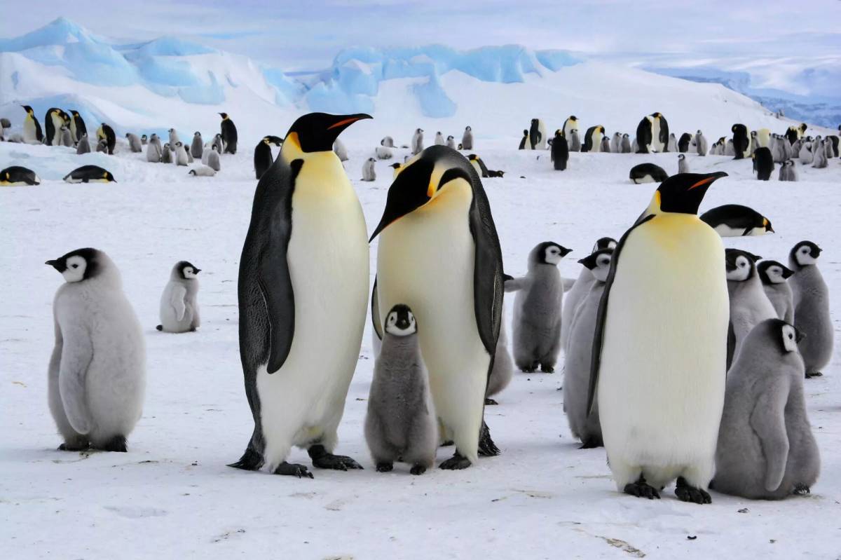 Животные антарктиды для детей #16