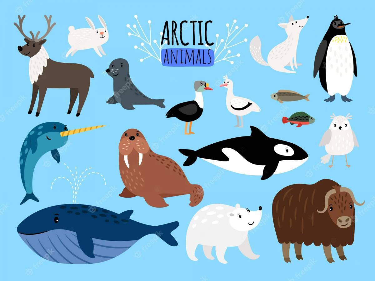 Животные антарктиды для детей #19
