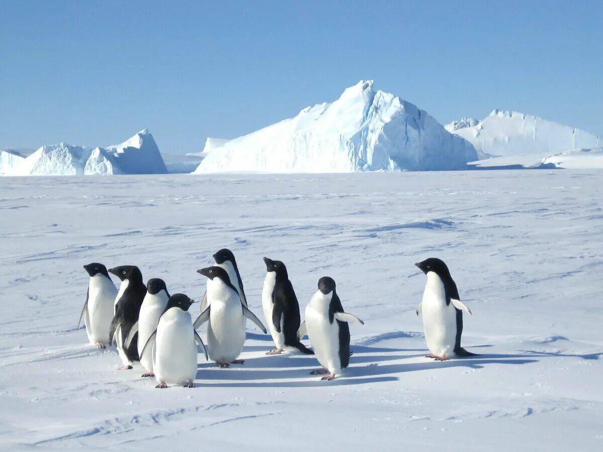 Животные антарктиды для детей #31