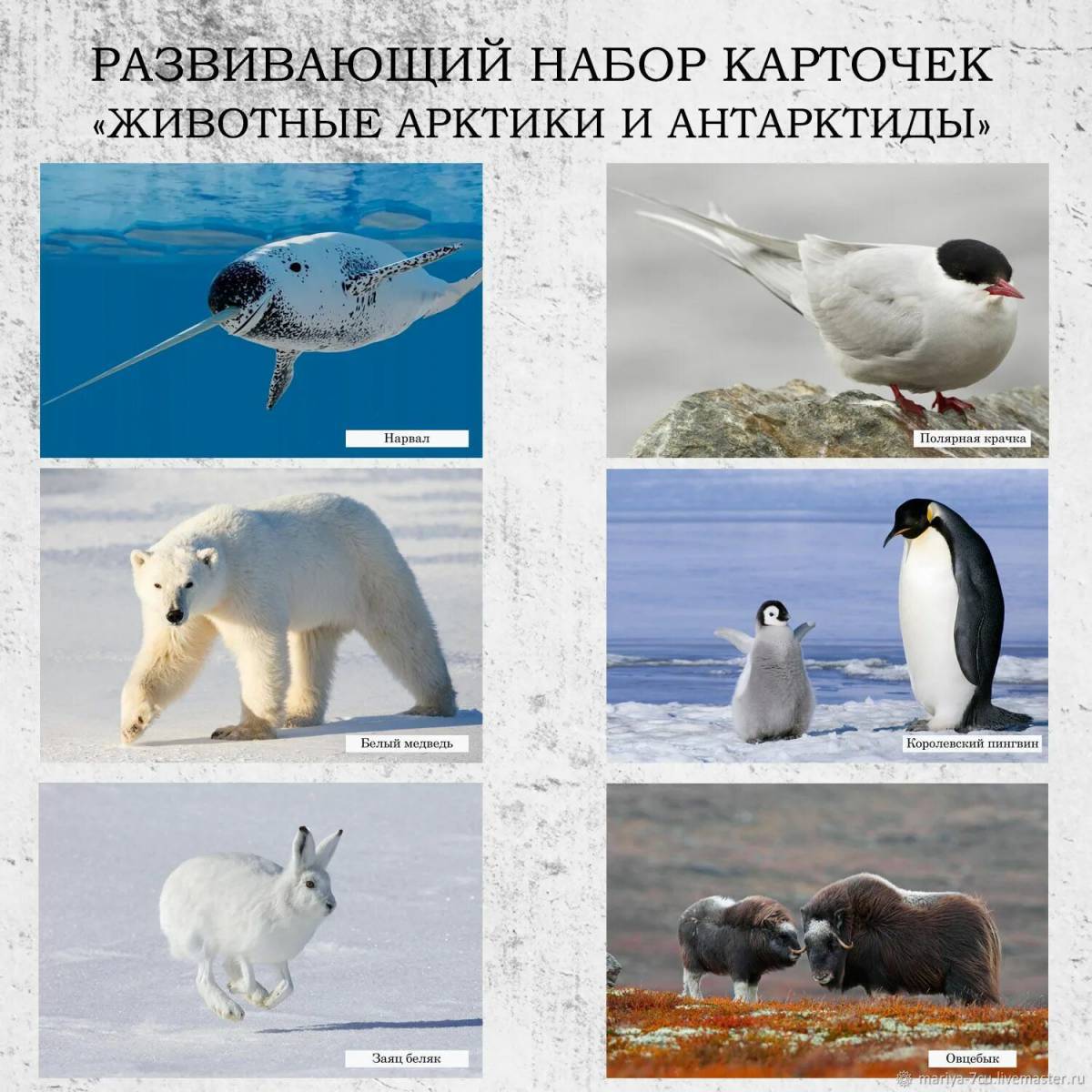 Животные антарктики и арктики #3