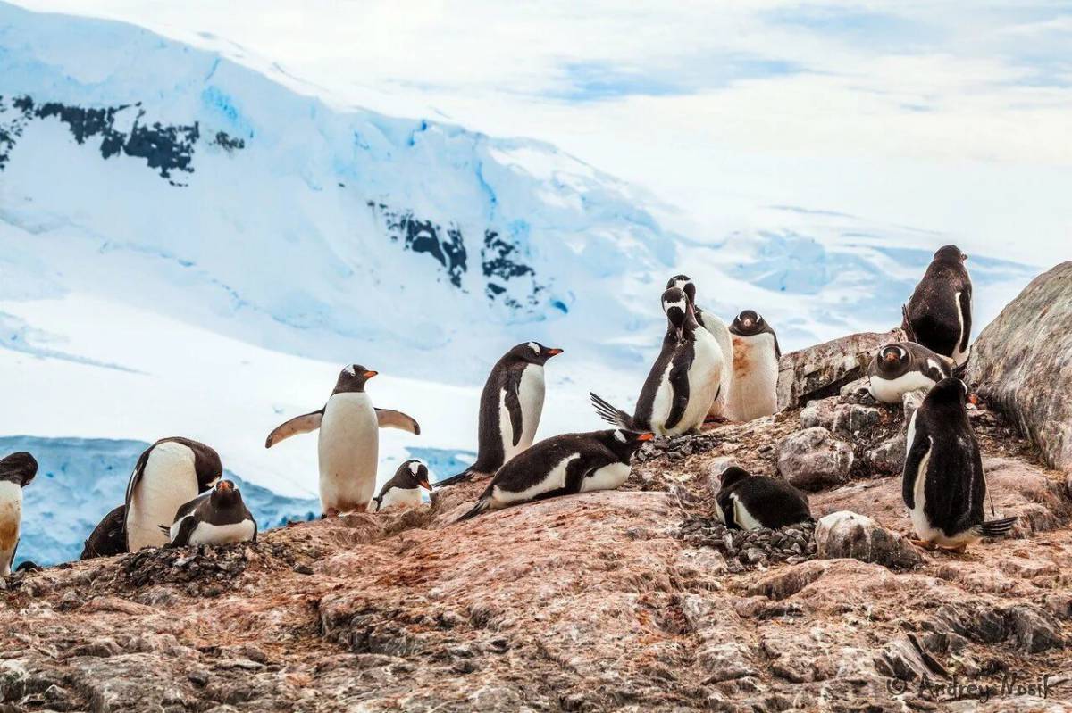 Животные антарктики и арктики #6