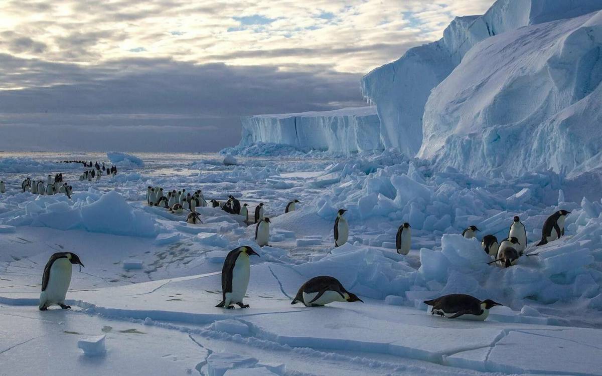 Животные антарктики и арктики #7