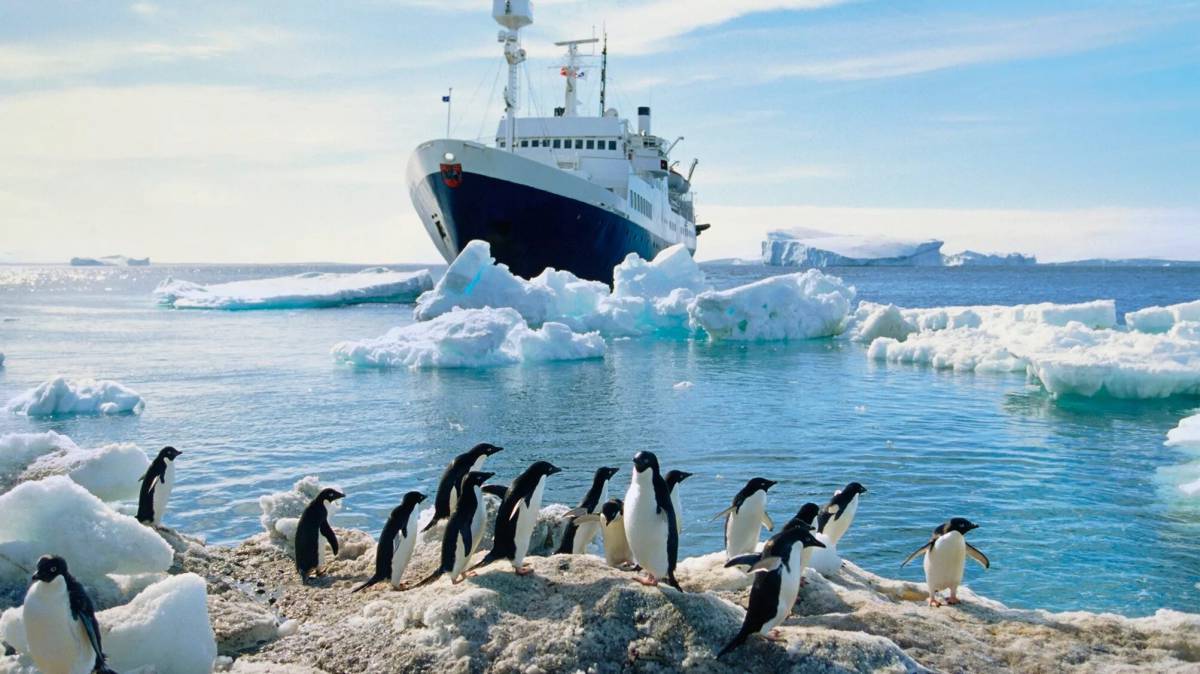 Животные антарктики и арктики #8