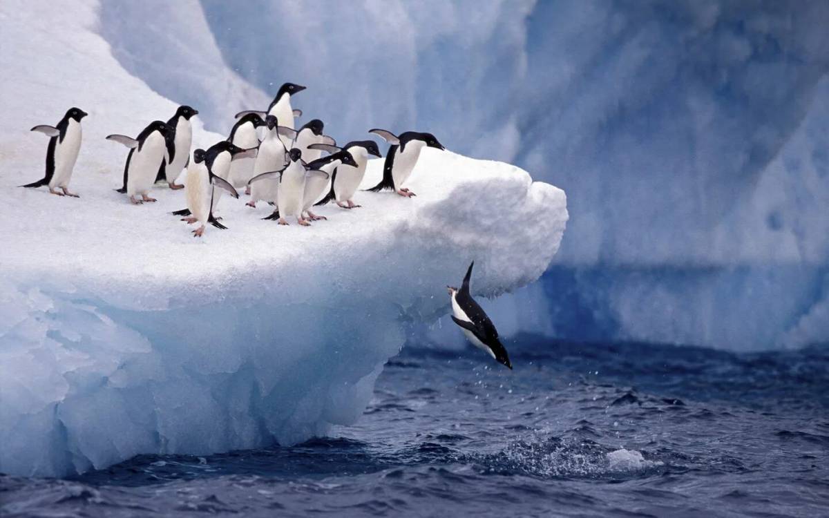 Животные антарктики и арктики #11