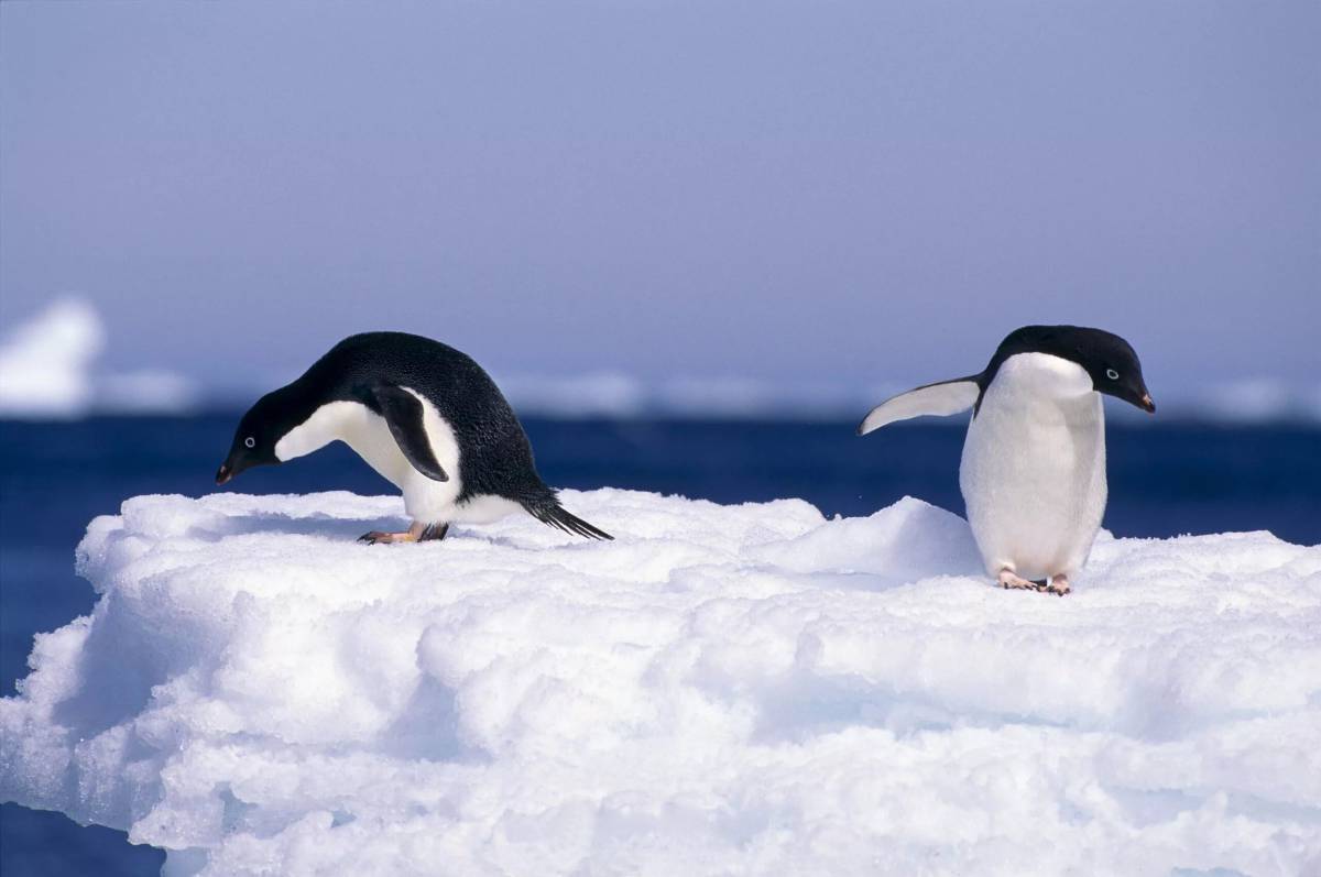 Животные антарктики и арктики #12