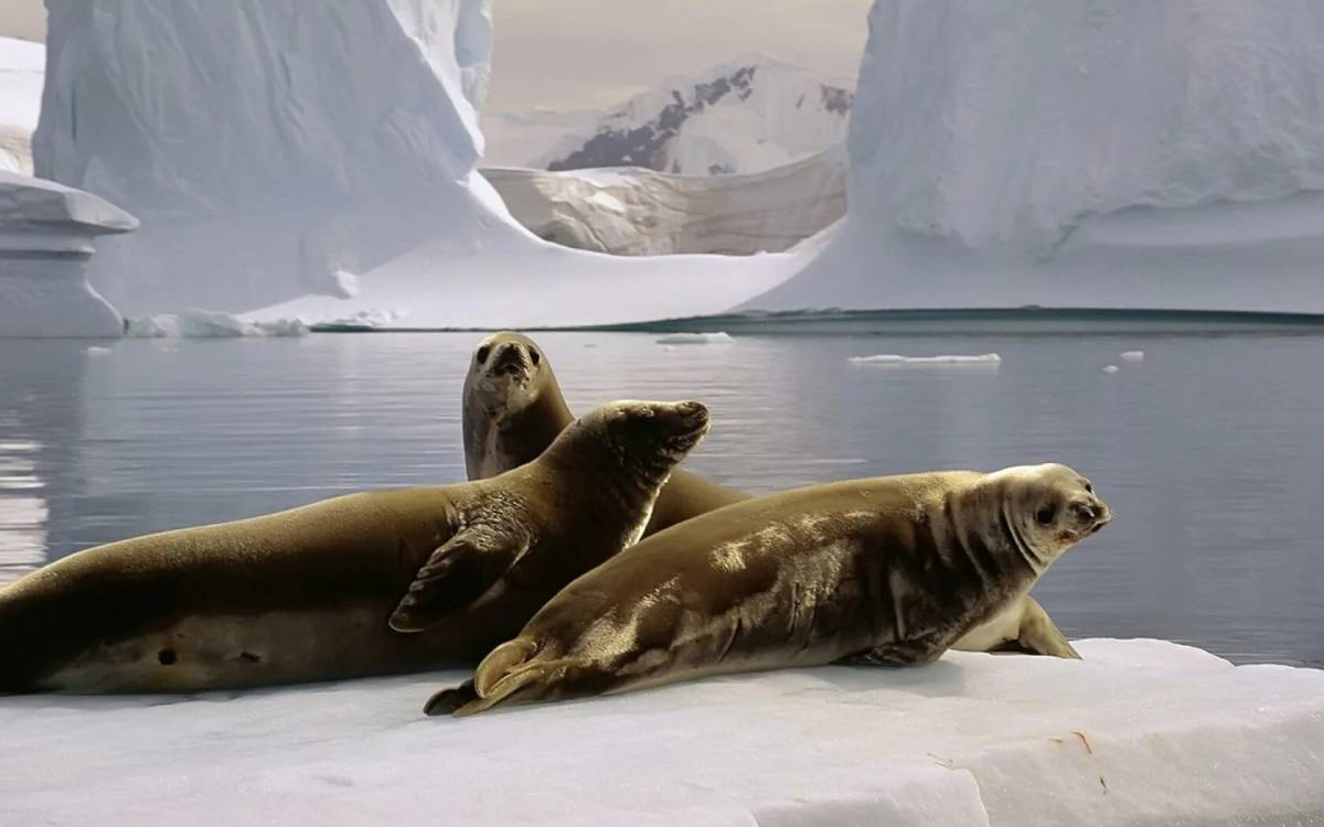Животные антарктики и арктики #13