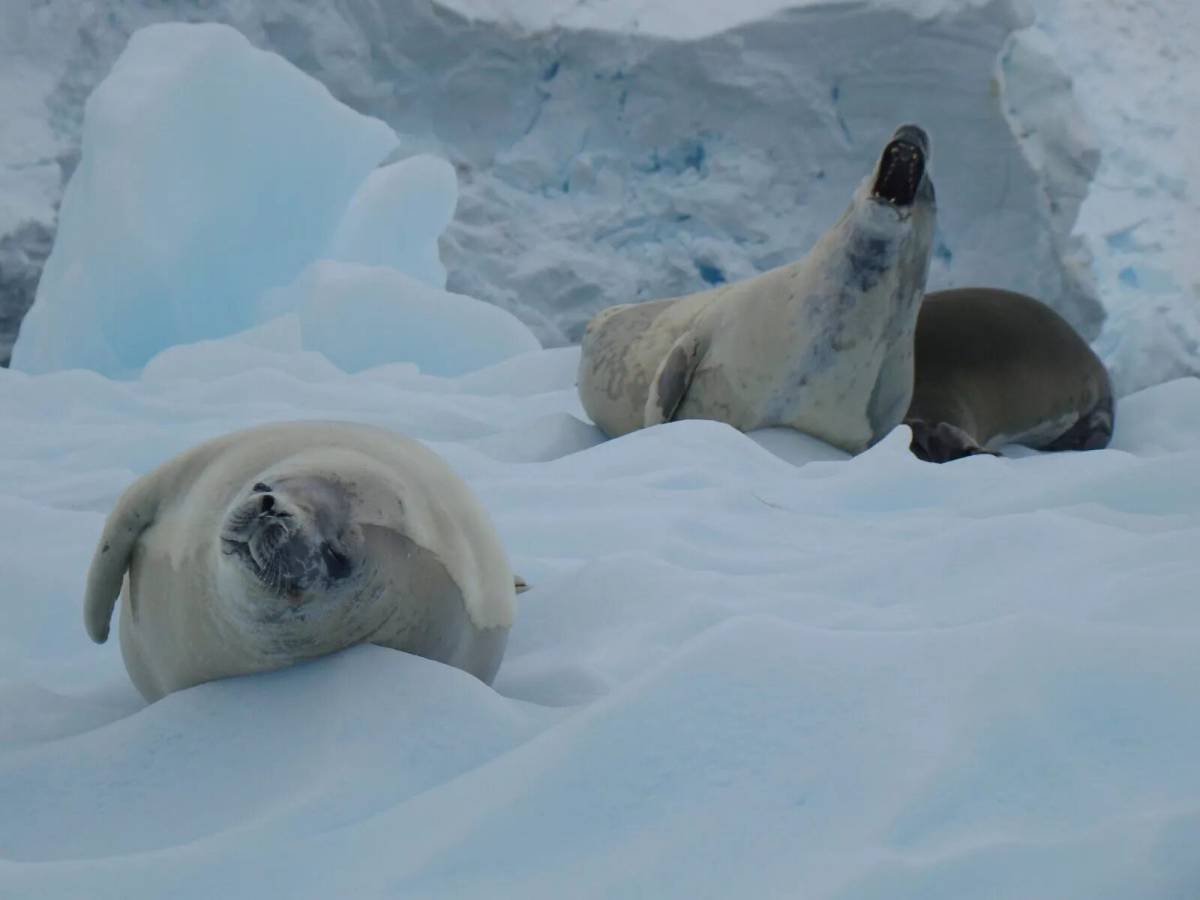 Животные антарктики и арктики #16