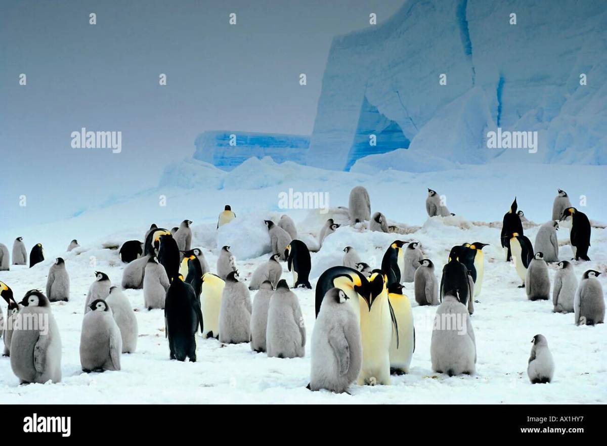 Животные антарктики и арктики #21