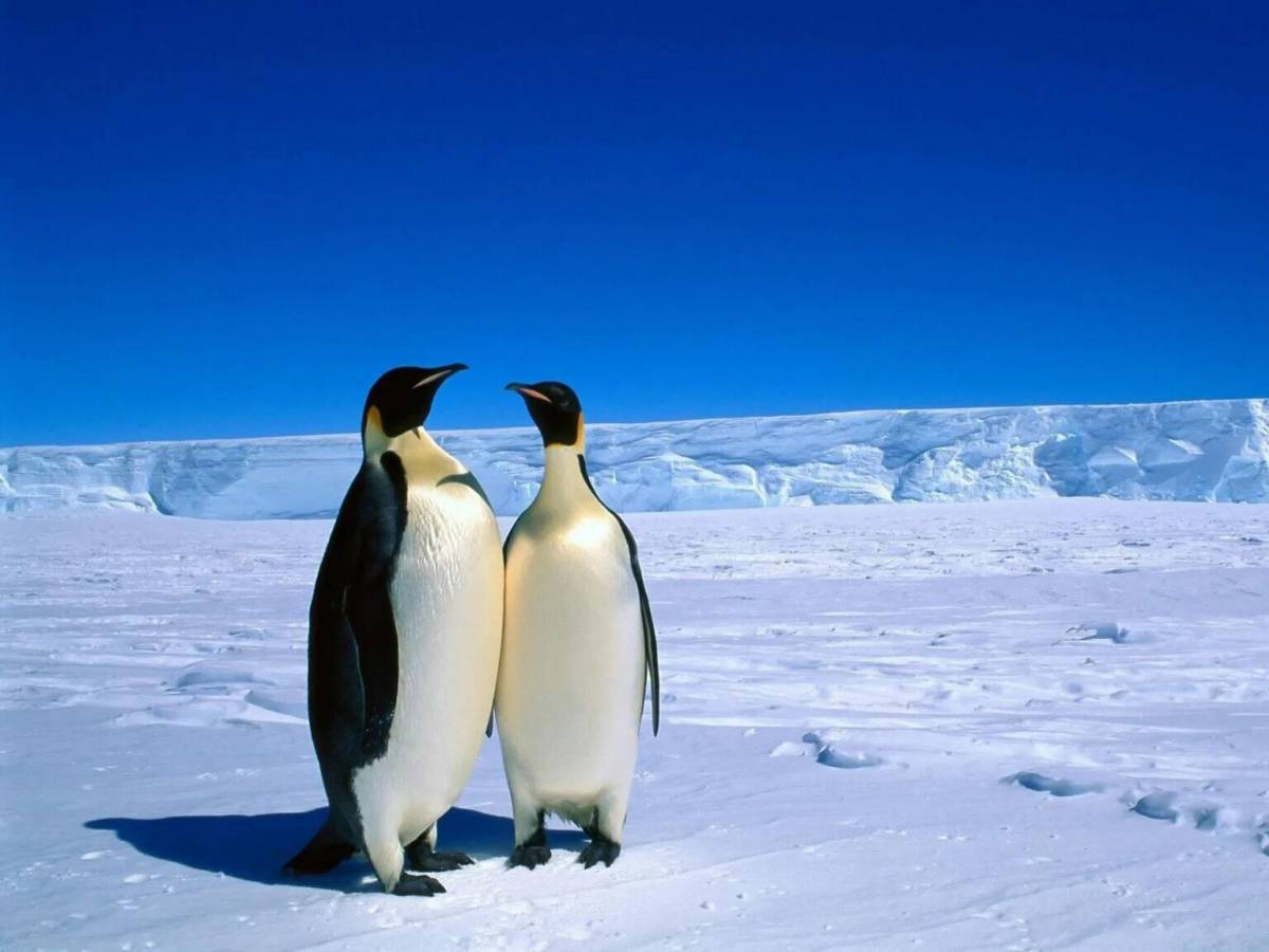 Животные антарктики и арктики #25