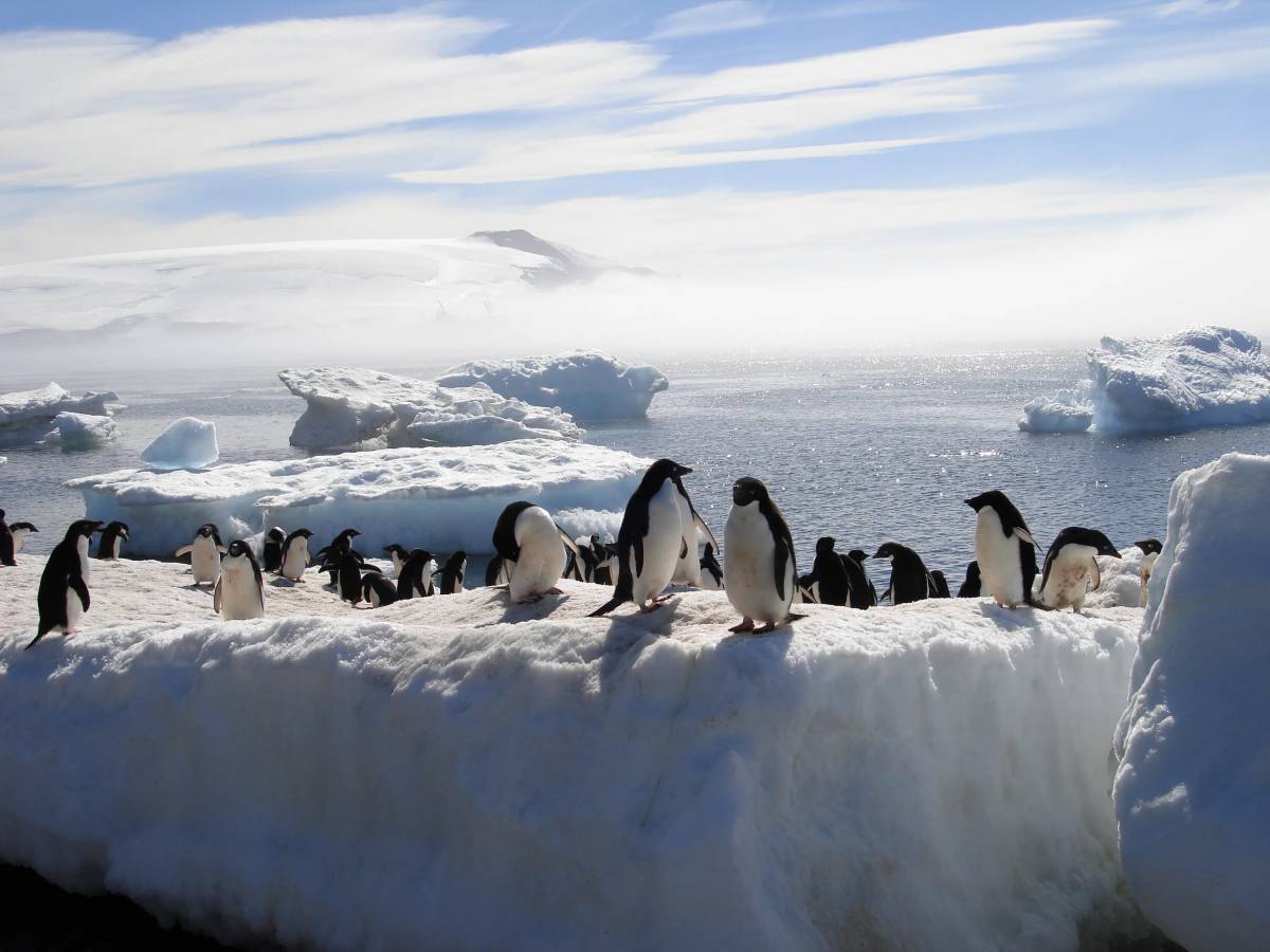 Животные антарктики и арктики #26