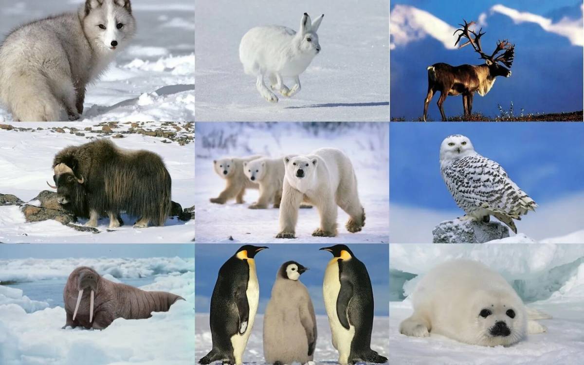 Животные антарктики и арктики #28