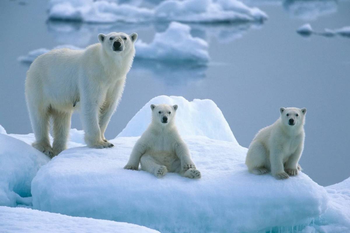 Животные антарктики и арктики #29