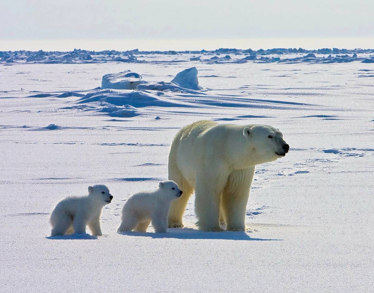 Животные антарктики и арктики #31