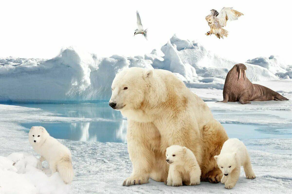 Животные антарктики и арктики #34
