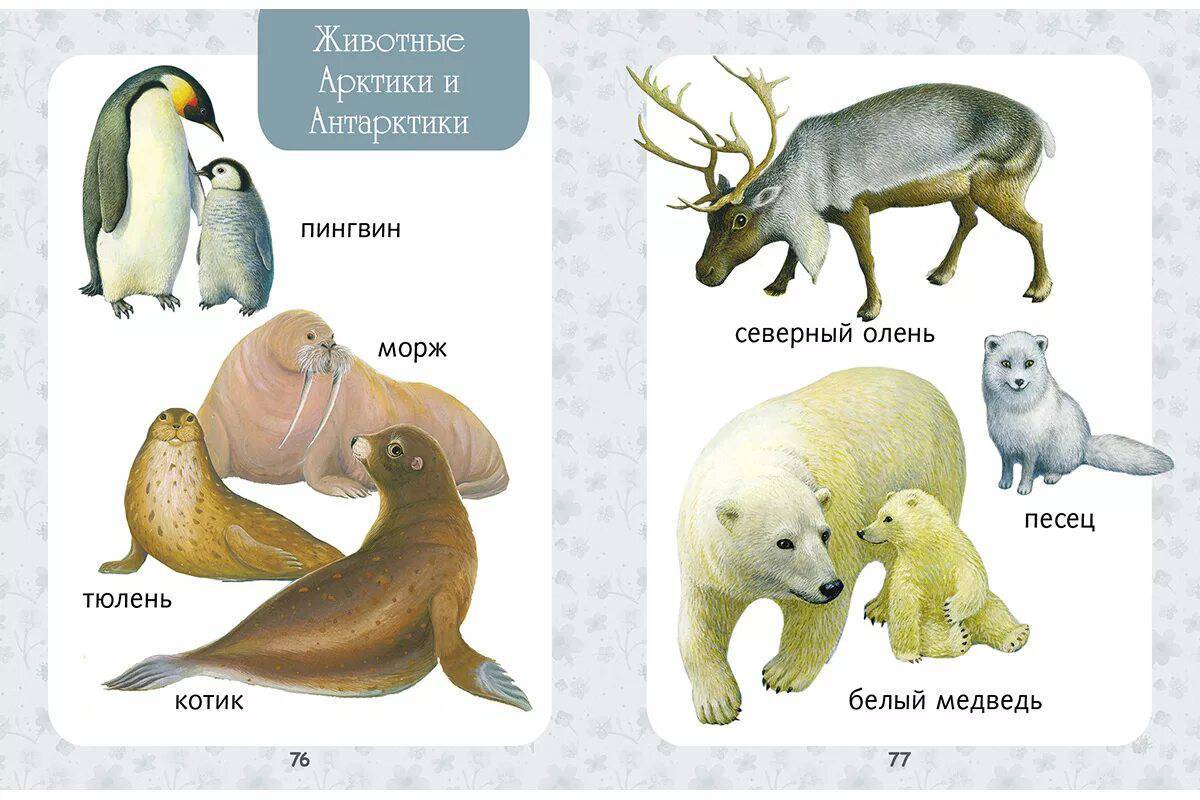 Животные арктики для детей #8