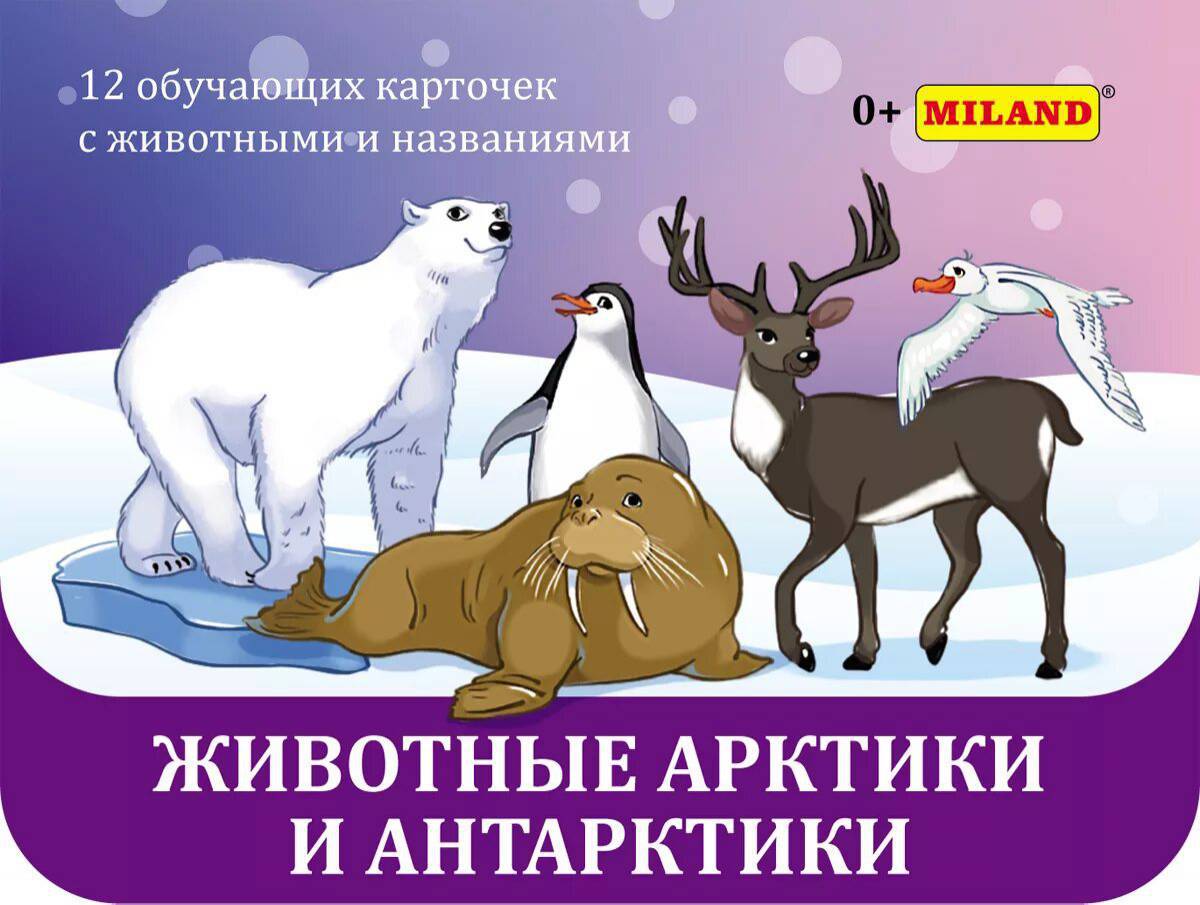 Животные арктики для детей #30