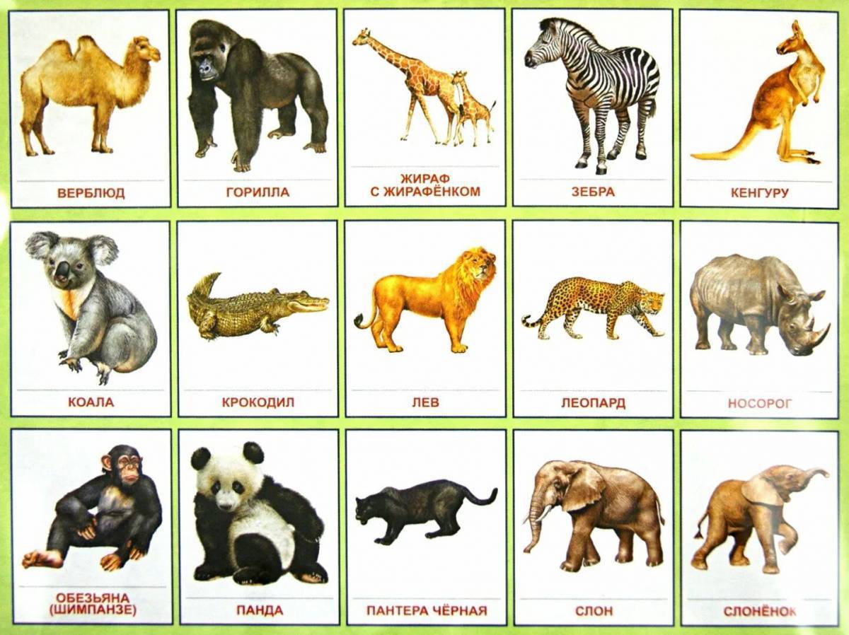 Животные африки для детей 6 7 лет #29