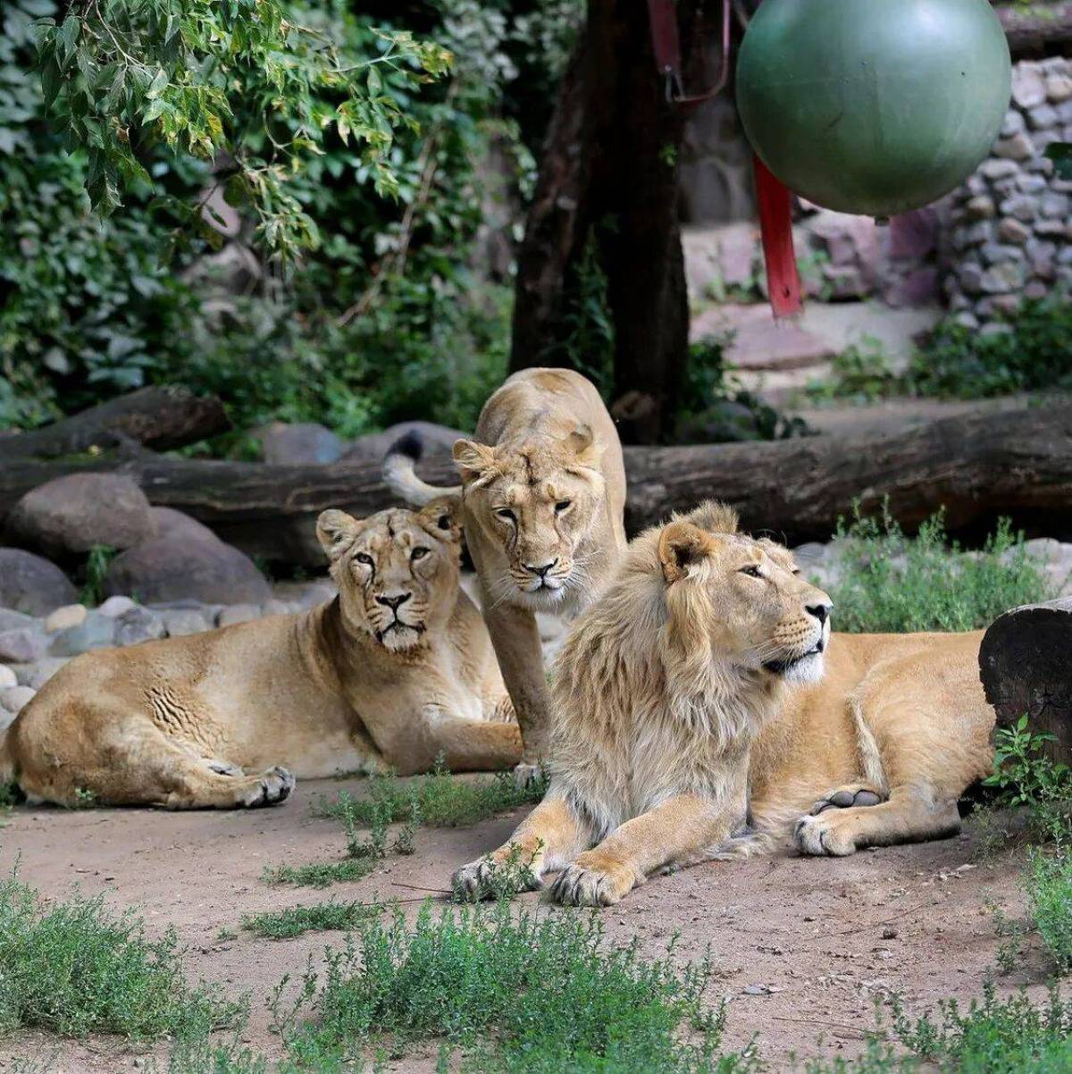 Покажи животных 2. Московский Zoo зоопарк. Лодзинский зоопарк. Московский государственный Зоологический парк. Термезский зоопарк.