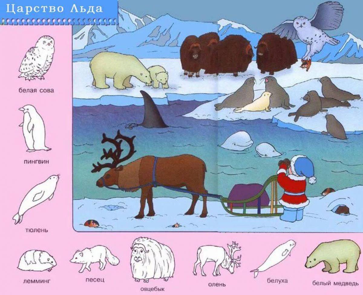 Животные крайнего севера для дошкольников #13
