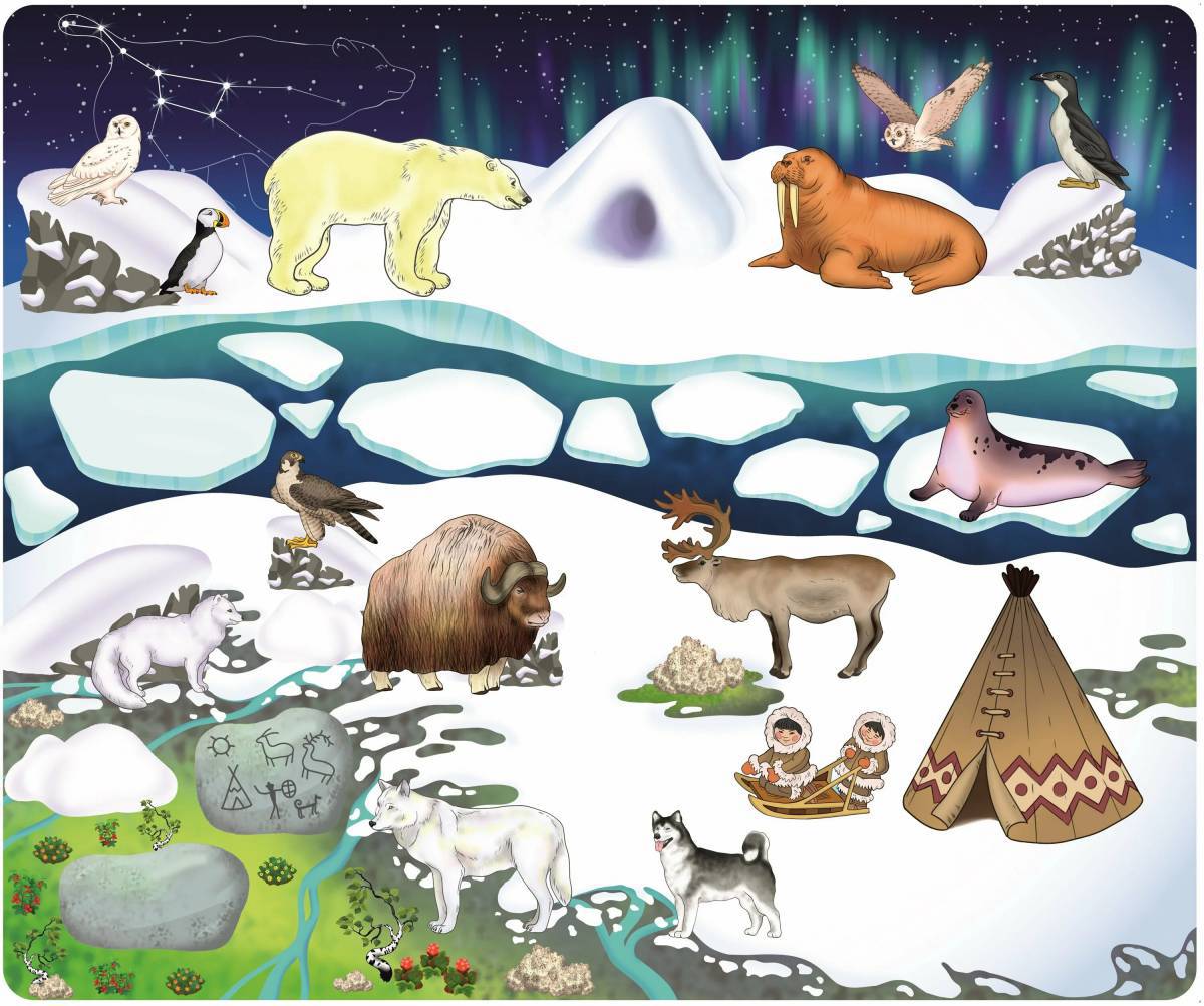 Животные крайнего севера для дошкольников #18