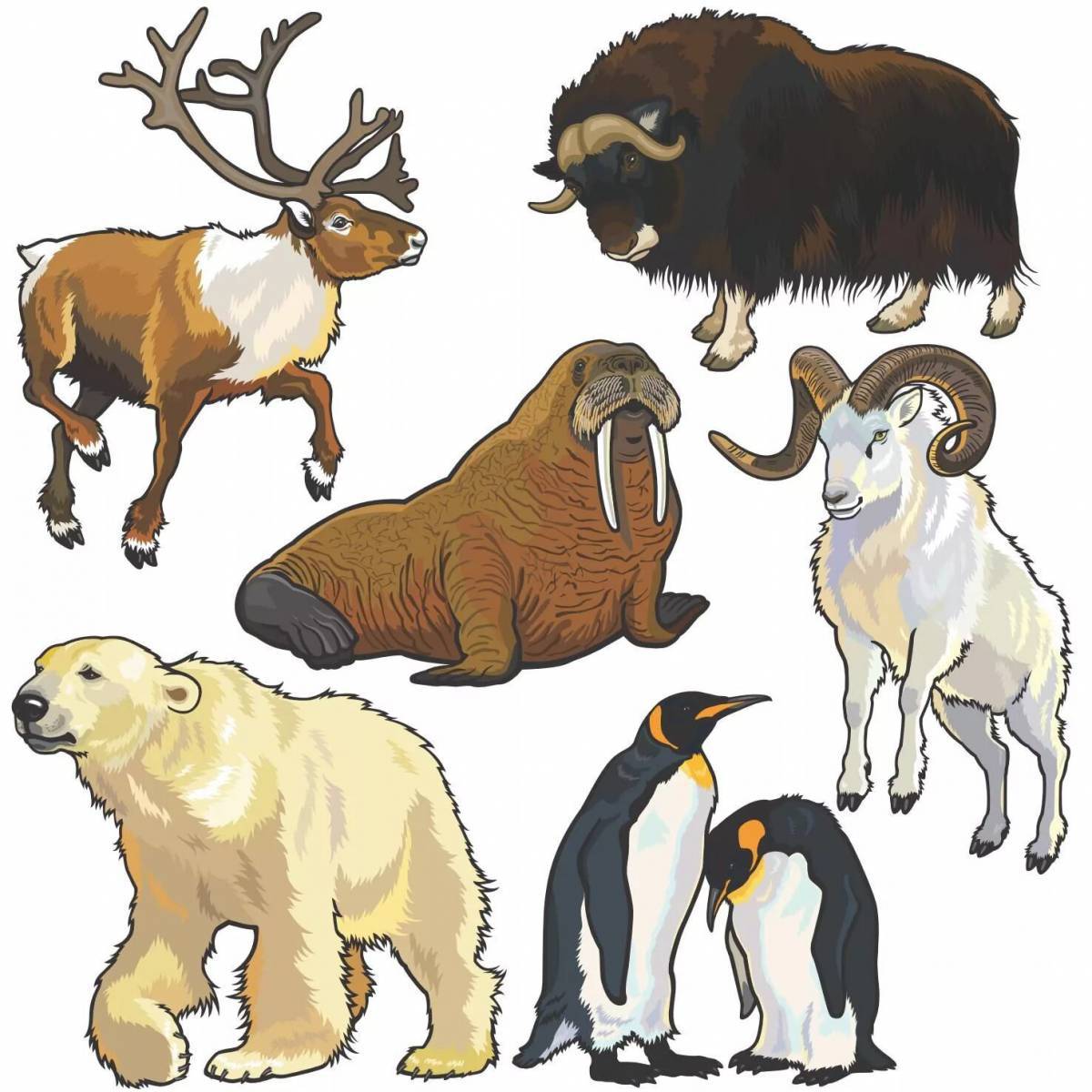 Животные крайнего севера для дошкольников #29