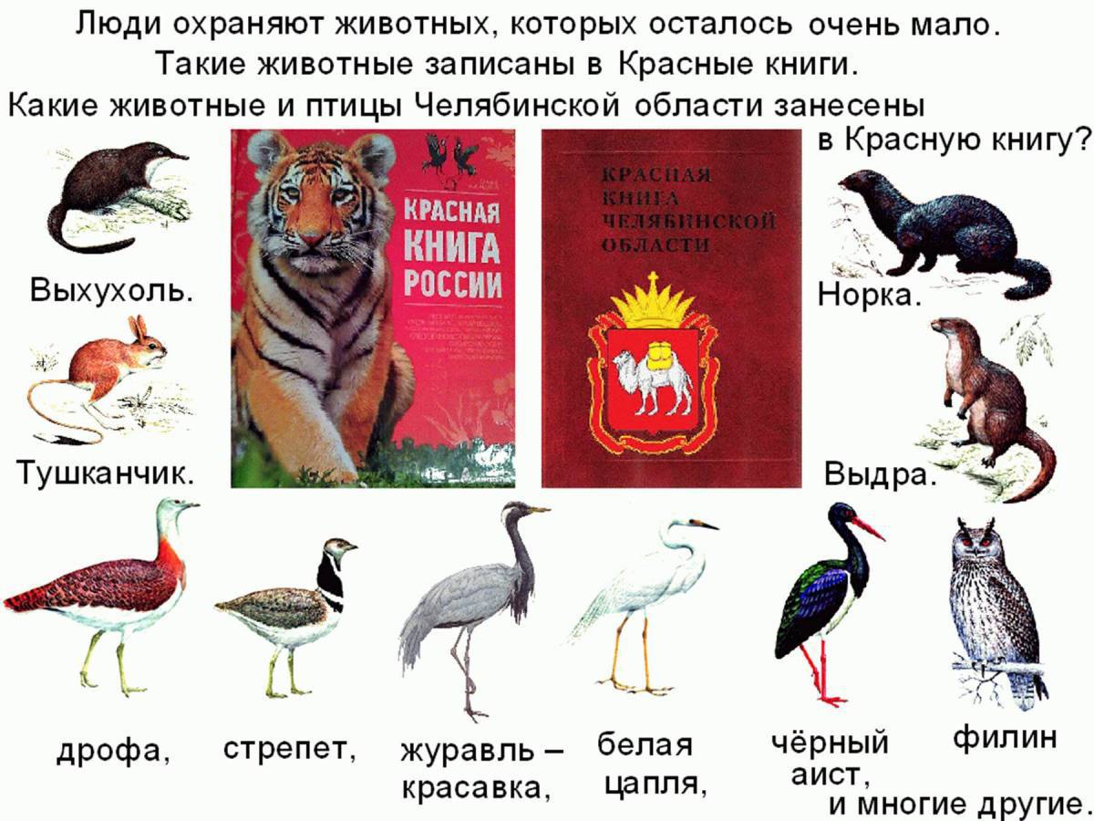 Картинки с красной книги