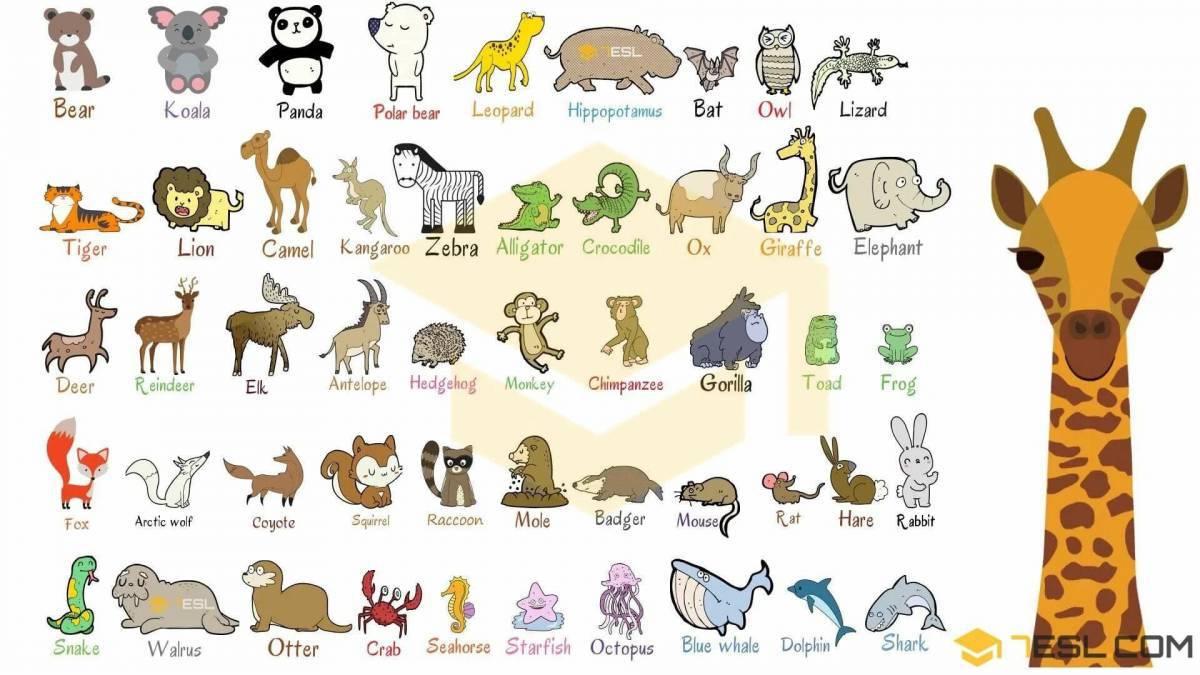 Животные на английском #12