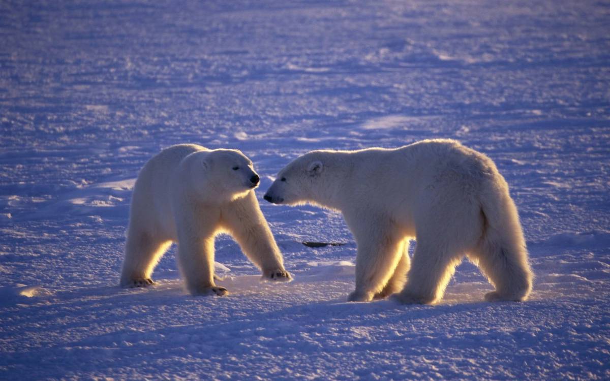 Обитатели полюсов. Арктические пустыни белый медведь. Белые медведи в Арктике. Белый медведь Северный полюс. Арктика – Антарктика белый медведь.