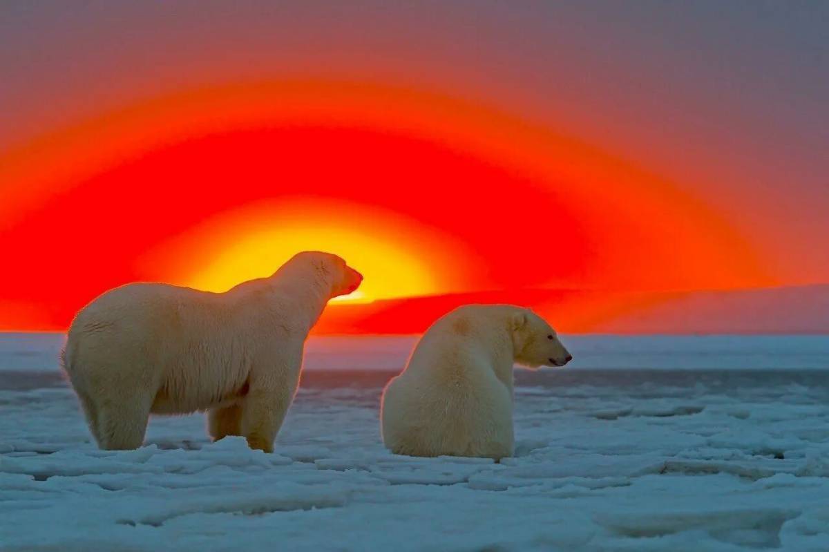 Обитатели полюсов. Остров Врангеля белые медведи. Северный полюс Северное сияние белый медведь. Большой Арктический заповедник Северное сияние. Национальный Арктический заповедник Аляска.