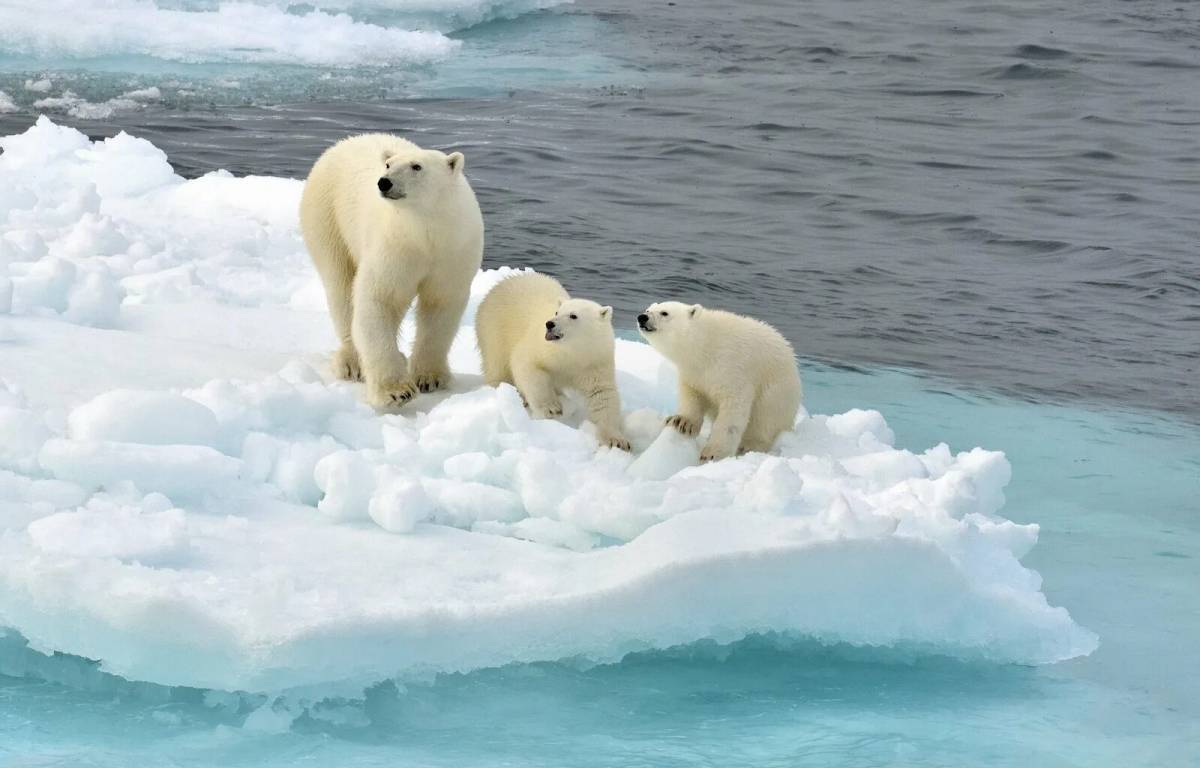 Обитатели полюсов. Арктика Антарктика Антарктида. Северный Ледовитый океан белый медведь. Арктика – Антарктика белый медведь. Северный полюс Арктика и Антарктика.