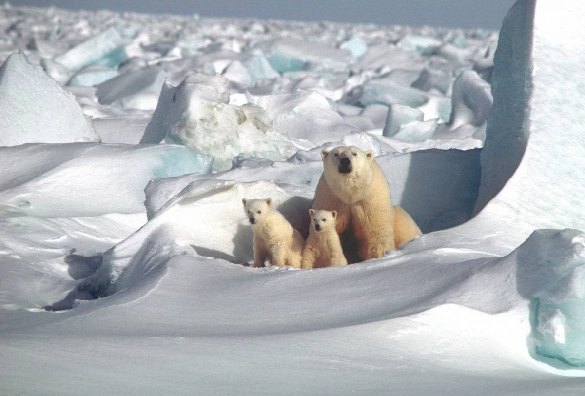 Обитатели полюсов. Северный Ледовитый океан белый медведь. Белые медведи в Арктике. Северный полюс Арктика. Северный Ледовитый океан полюс.