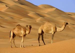 Раскраска животные пустыни #4 #308057