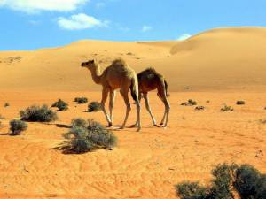 Раскраска животные пустыни #20 #308073