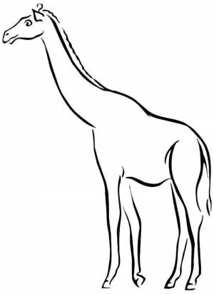 Раскраска жираф без пятен для детей #14 #309002