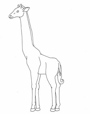 Раскраска жираф без пятен для детей #32 #309020