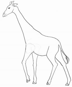 Раскраска жираф без пятен для детей #33 #309021