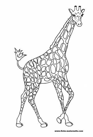 Раскраска жираф для детей 6 7 лет #19 #309079