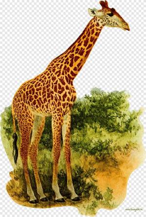 Раскраска жираф рисунок #15 #309114