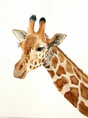 Раскраска жираф рисунок #21 #309120