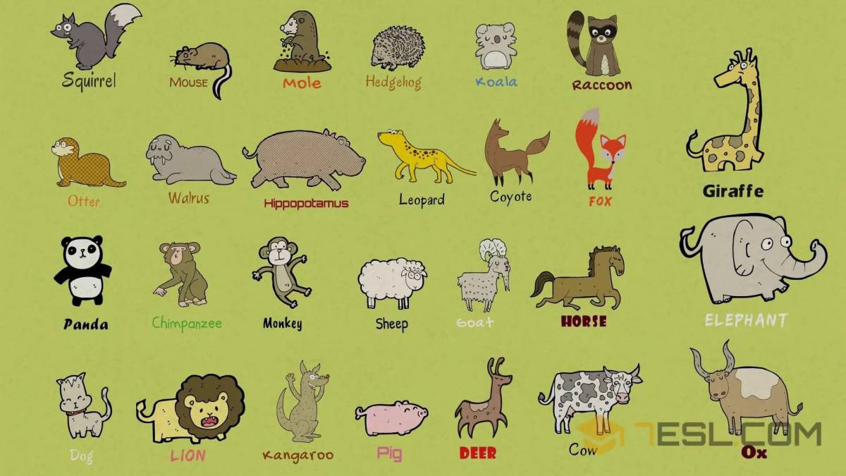 Животные на английском #15