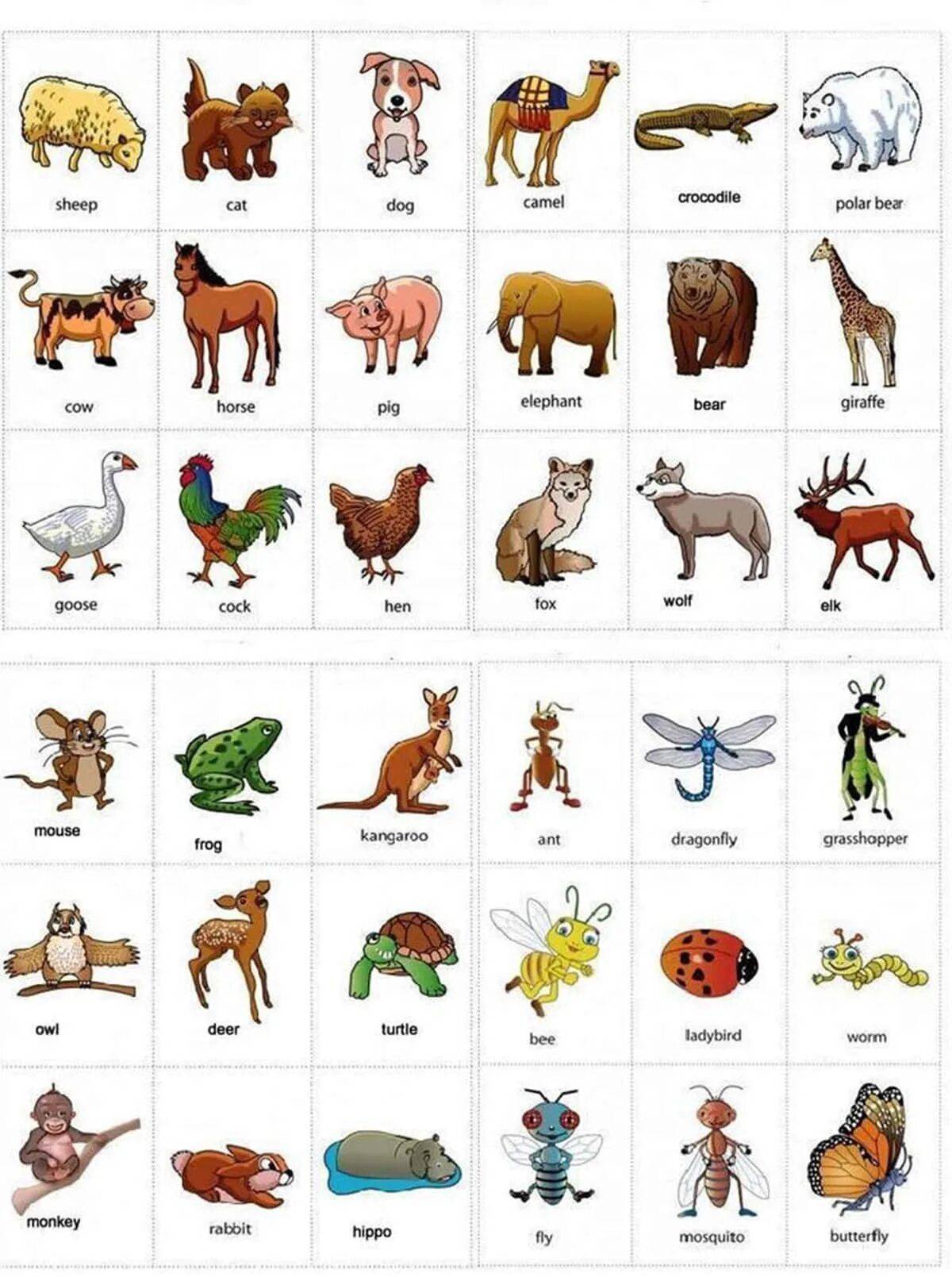Животные на английском #17